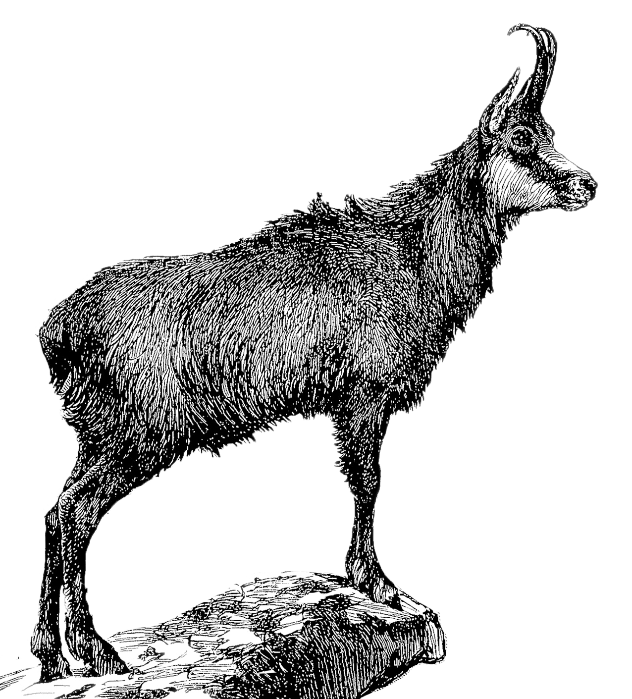 Dessin de rapace dans les Pyrénées
